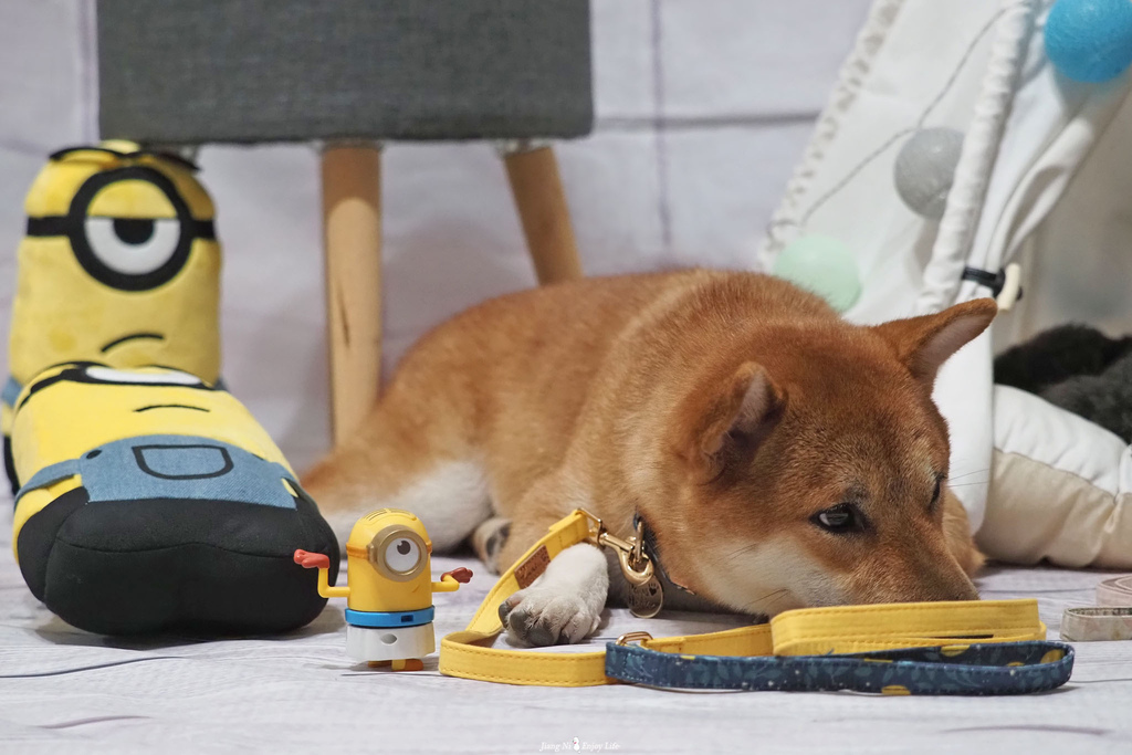 美好毛日寵物牽繩pawsholic爪迷狗狗領結項圈17.jpg 美好毛日寵物牽繩pawsholic爪迷狗狗領結項圈17.jpg