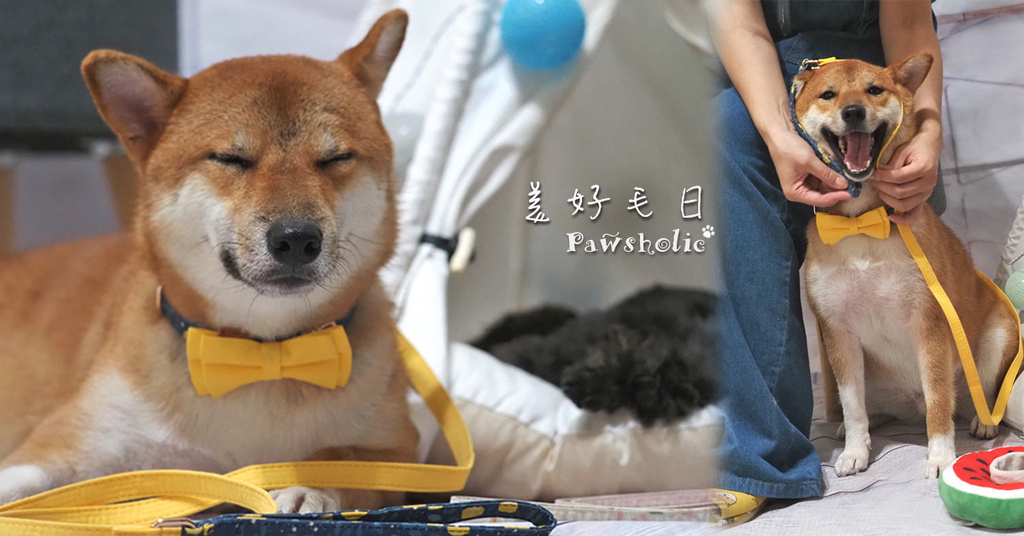 美好毛日寵物精品毛小孩牽繩領結項圈 美好毛日寵物精品毛小孩牽繩領結項圈