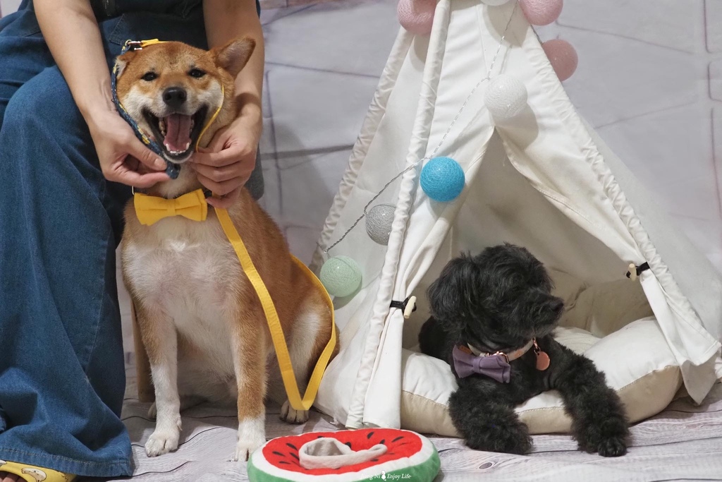 美好毛日寵物牽繩pawsholic爪迷狗狗領結項圈3.jpg 美好毛日寵物牽繩pawsholic爪迷狗狗領結項圈3.jpg