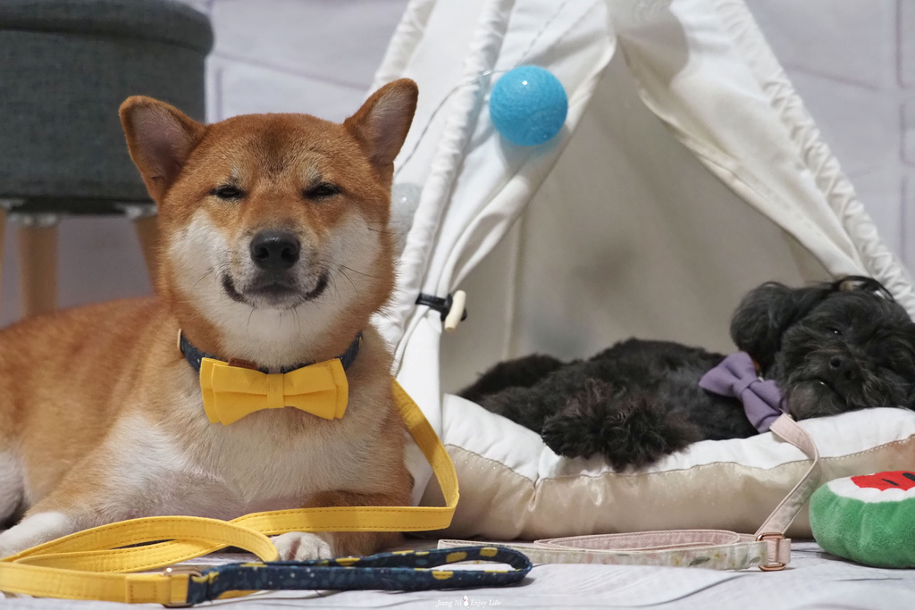 美好毛日寵物牽繩pawsholic爪迷狗狗領結項圈5.jpg 美好毛日寵物牽繩pawsholic爪迷狗狗領結項圈5.jpg