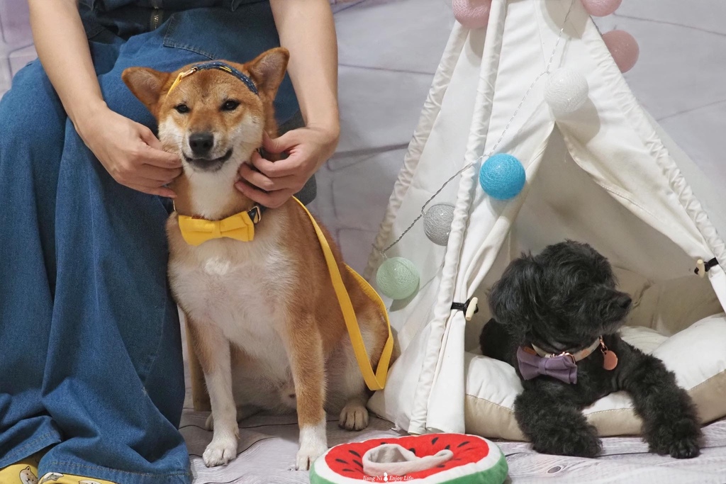 美好毛日寵物牽繩pawsholic爪迷狗狗領結項圈2.jpg 美好毛日寵物牽繩pawsholic爪迷狗狗領結項圈2.jpg