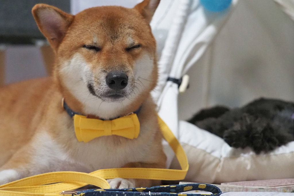 美好毛日寵物牽繩pawsholic爪迷狗狗領結項圈 美好毛日寵物牽繩pawsholic爪迷狗狗領結項圈