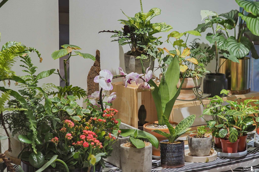 La More Flower Design 拉莫爾花藝青埔美食桃園高鐵橫山書法公園中壢花店4.jpg