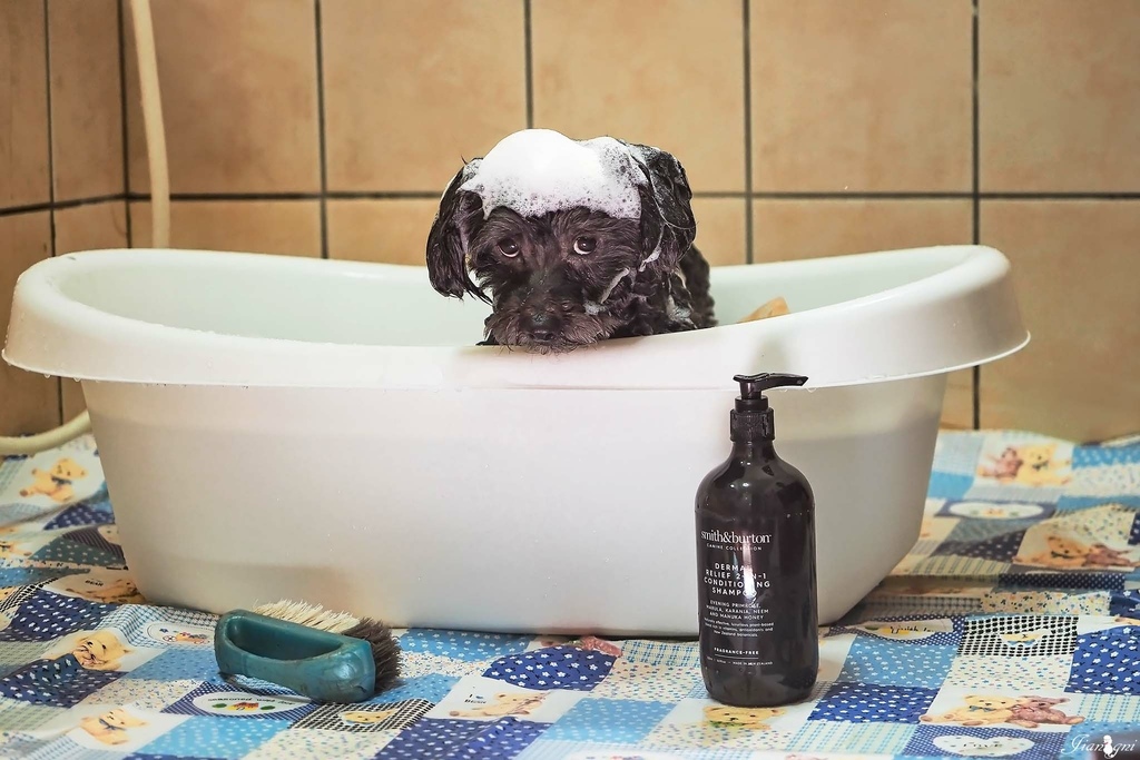 smith burton寵物洗毛精天然低敏1.jpg smith burton寵物洗毛精天然低敏1.jpg