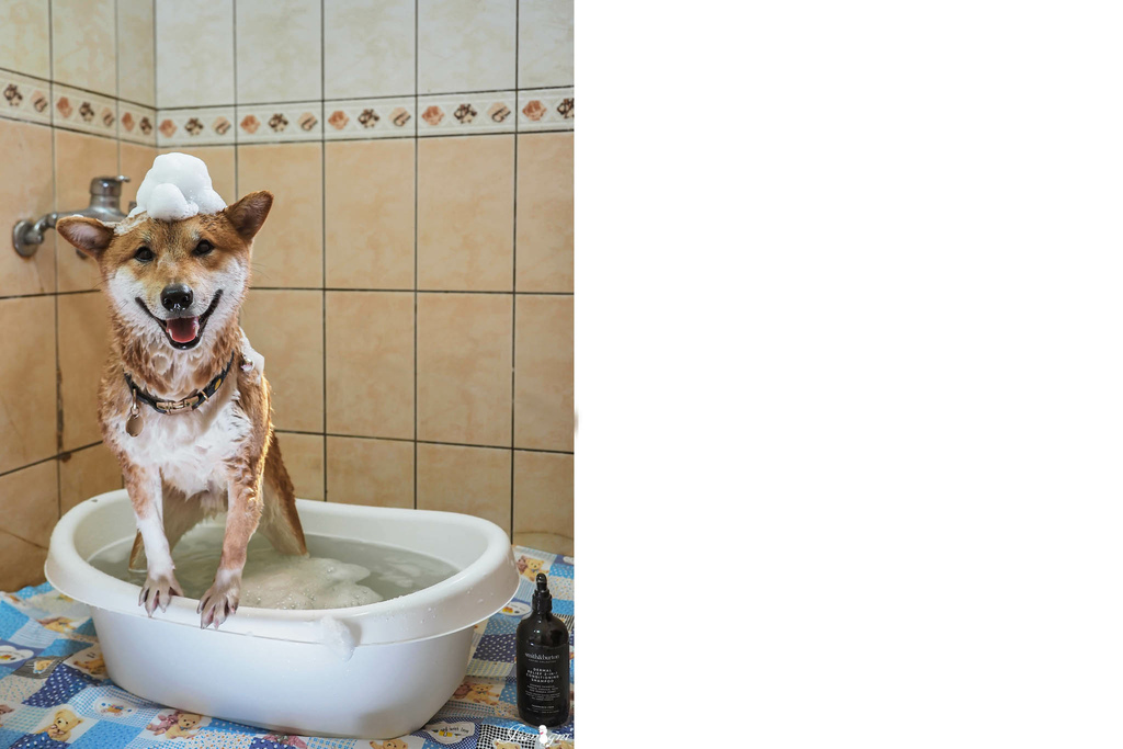 smith burton寵物洗毛精天然低敏7.jpg smith burton寵物洗毛精天然低敏7.jpg