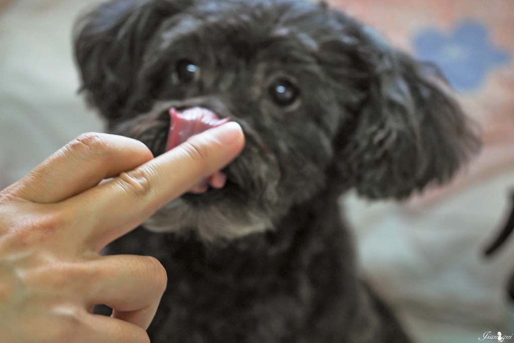 smith burton寵物洗毛精天然低敏11.jpg smith burton寵物洗毛精天然低敏11.jpg