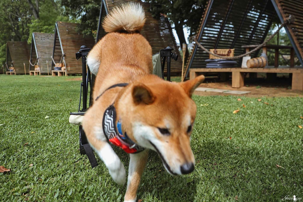 露營推車寵物推車蛋捲桌摺疊桌2.jpg 露營推車寵物推車蛋捲桌摺疊桌2.jpg