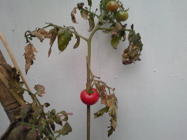 100217大姨家鄰居種的番茄3.jpg