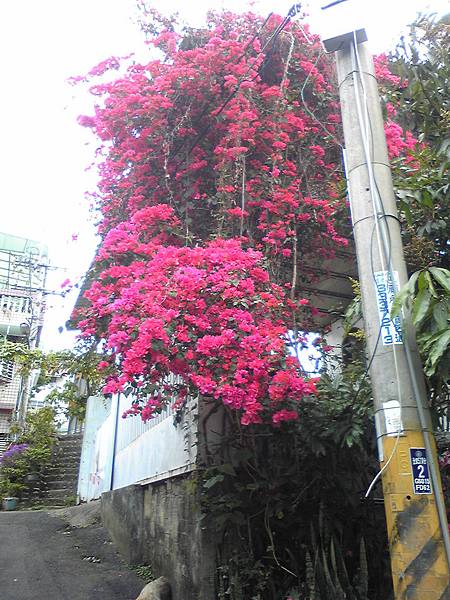 110405清明掃墓路上拍的