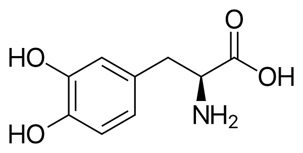 3,4-Dihydroxy-L-phenylalanin_(Levodopa).svg.png