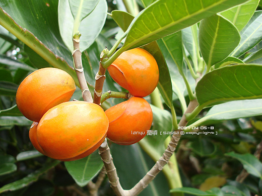 蘭嶼山馬茶(夾竹桃科)，鳥兒愛吃的果實