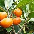 蘭嶼山馬茶(夾竹桃科)，鳥兒愛吃的果實