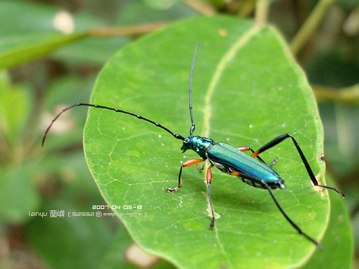 哇～小昆蟲。長角牛甲蟲Plinthocoelium suaveolens plicatum