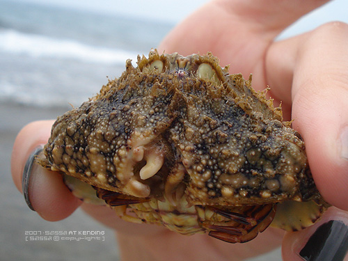 被麵包蟹咬><||| 痛