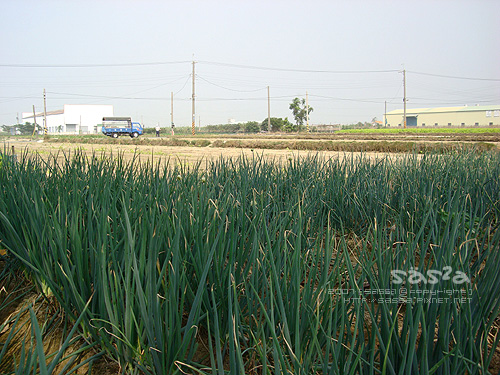 這片蔥田給我無限滴力量