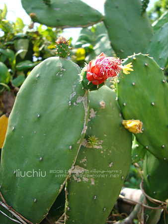 仙人掌花