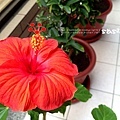 扶桑花繼續開花