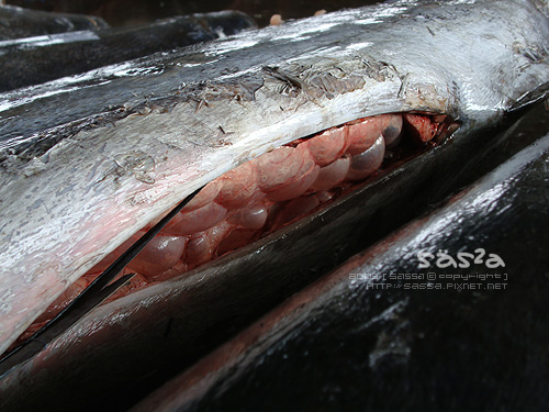 魚氣囊