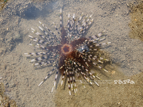 好像獅子魚的海膽