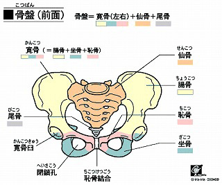 恥骨位置圖