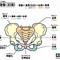 恥骨位置圖