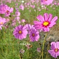 今天天氣真好一起去賞花