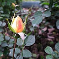 20110223 041(001).jpg