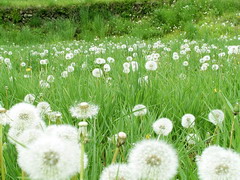 蒲公英田