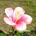DSCF9430(001).jpg