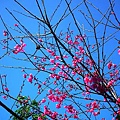 20110206 048(001).jpg