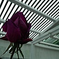 20110223 131(001).jpg