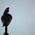 20110306 005(001).jpg