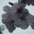 20110306 078(001).jpg