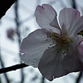 20110306 070(001).jpg