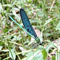 DSCF2867_大小 .JPG