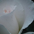 20110223 075(001).jpg