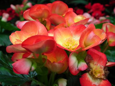 20101120 027(001).jpg