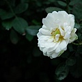 20110223 037(001).jpg