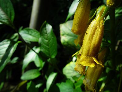 DSCF0416(001).jpg