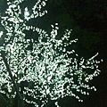 白花花的燈花樹