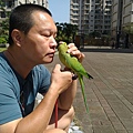 月輪中型鳥、角蛙餵食 | 分享飼養寵物文