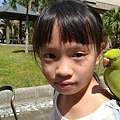 月輪中型鳥、角蛙餵食 | 分享飼養寵物文