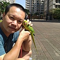 月輪中型鳥、角蛙餵食 | 分享飼養寵物文