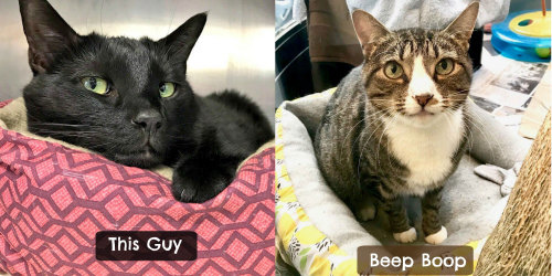 cat-thisguy-n-beepboop.jpg