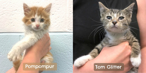 cat-pompompur-n-tomglitter.jpg cat-pompompur-n-tomglitter.jpg