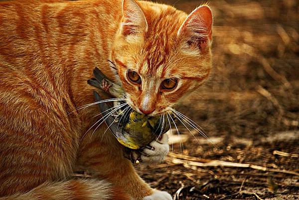 cat-with-prey.jpg cat-with-prey.jpg