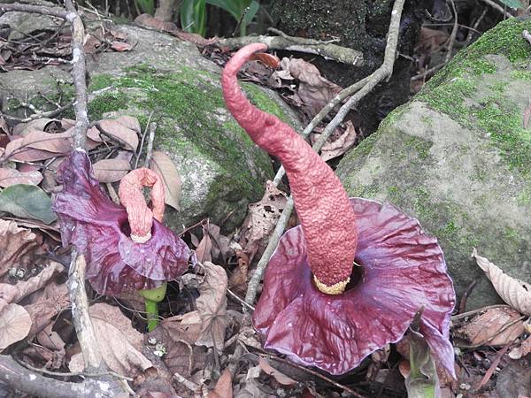 DSCN6607.JPG DSCN6607.JPG