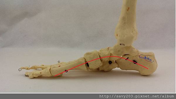 正常足弓 正常足弓