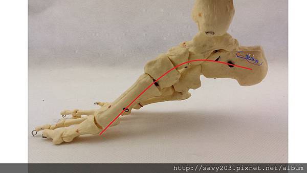 足弓在墊腳尖時 足弓在墊腳尖時