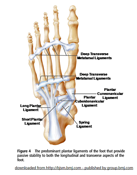 foot subsystem passive stability